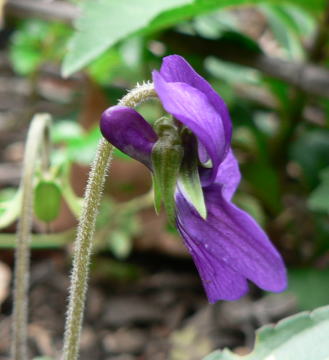 跡見群芳譜(野草譜 スミレ)